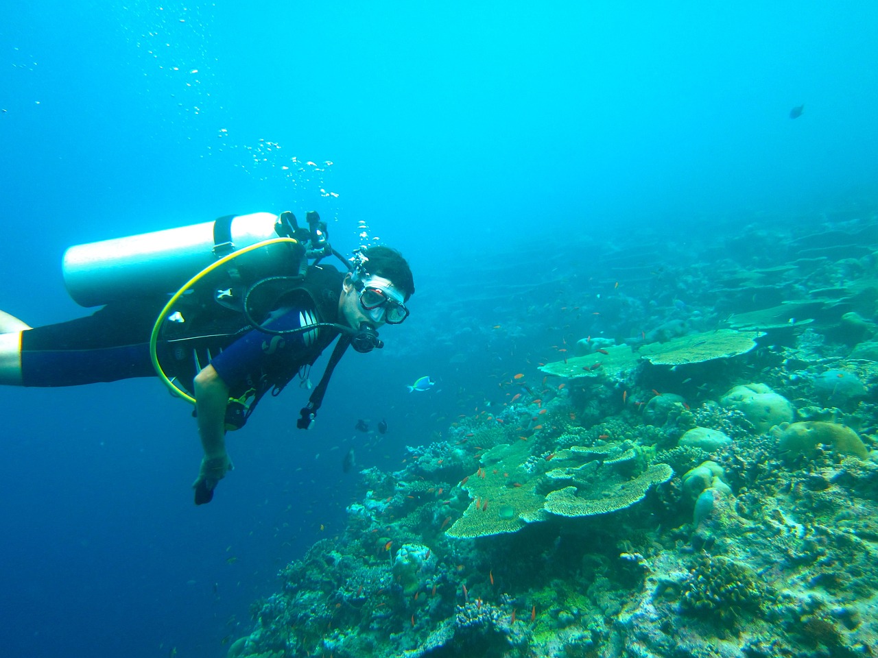 diving, maldives, sea-261585.jpg